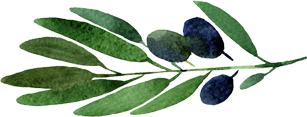 olive-branch-transparent